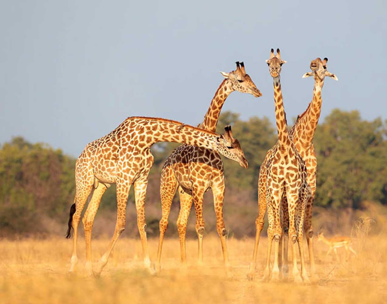 African-Safari-